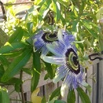 Passionflower on the patio