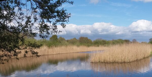 Ham Wall nature reserve