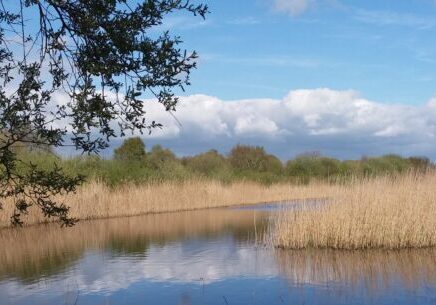 Ham Wall nature reserve