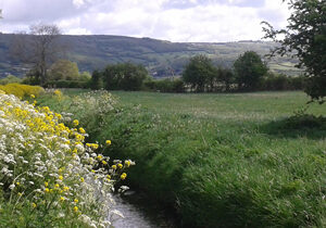 Somerset Levels